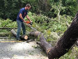 Best Tree Disease Treatment  in Panama, OK