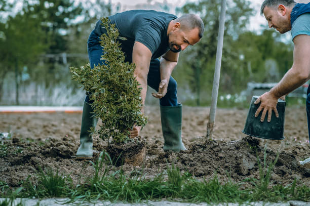 Best Soil Testing and Treatment  in Panama, OK