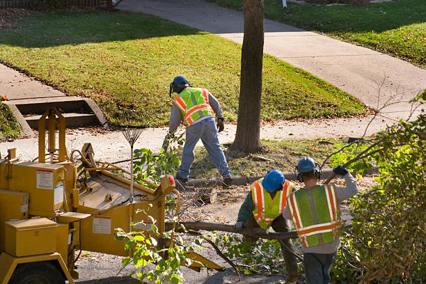 Best Tree Removal  in Panama, OK