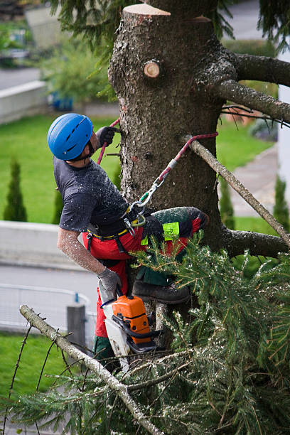 Best Hazardous Tree Removal  in Panama, OK