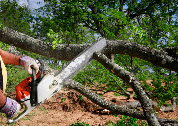 Best Lawn Renovation and Restoration  in Panama, OK